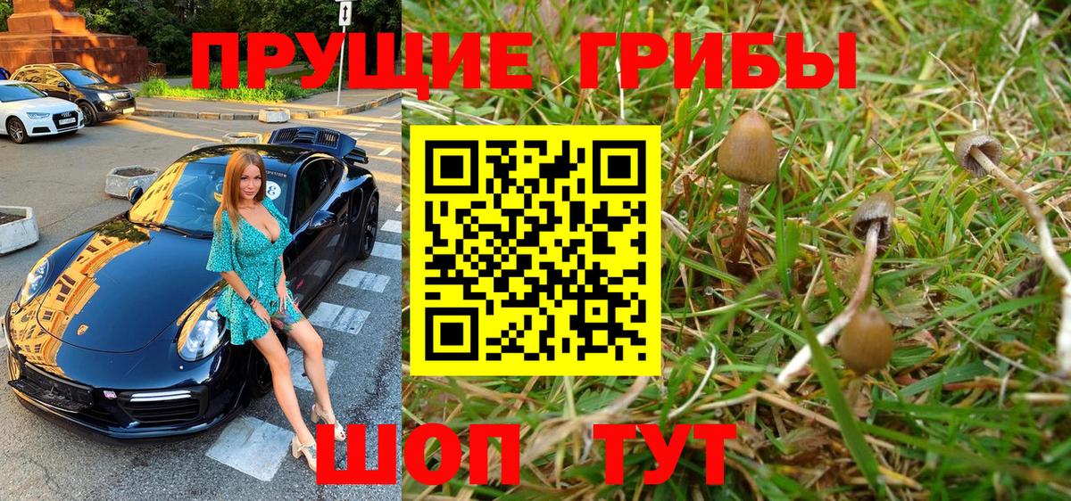 Псилоцибиновые грибы Psilocybe Карталы